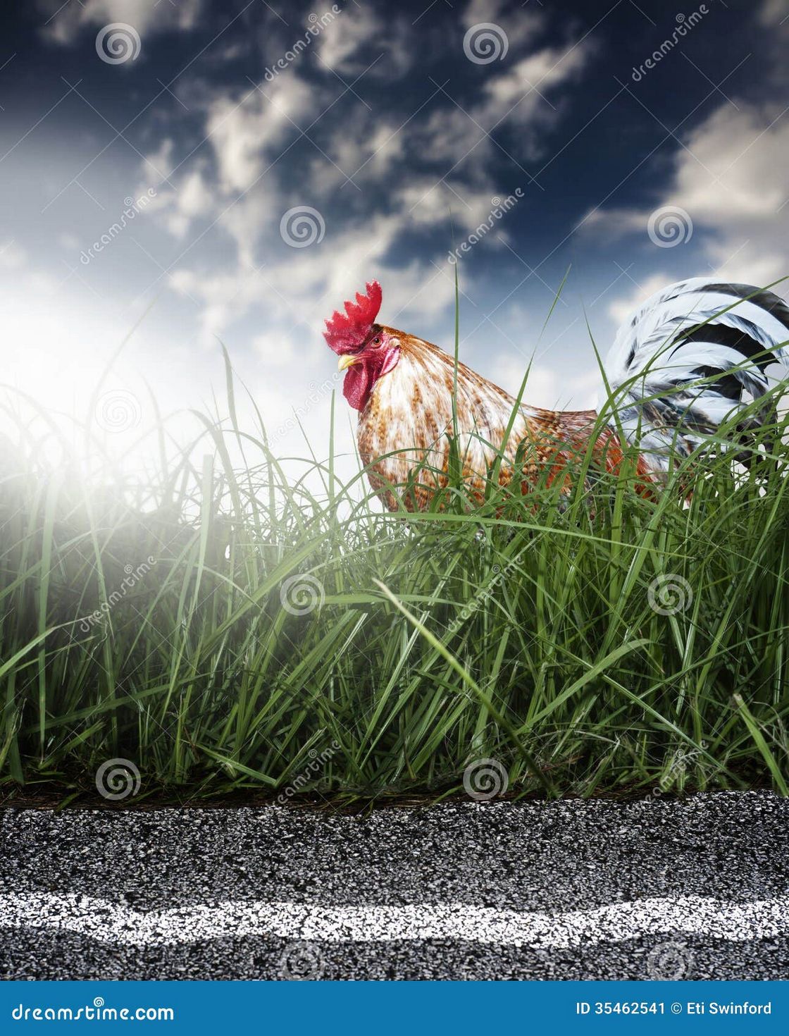 Strada delle galline